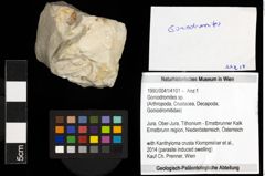 Foto (Objekt + Etiketten) von Goniodromites sp. 